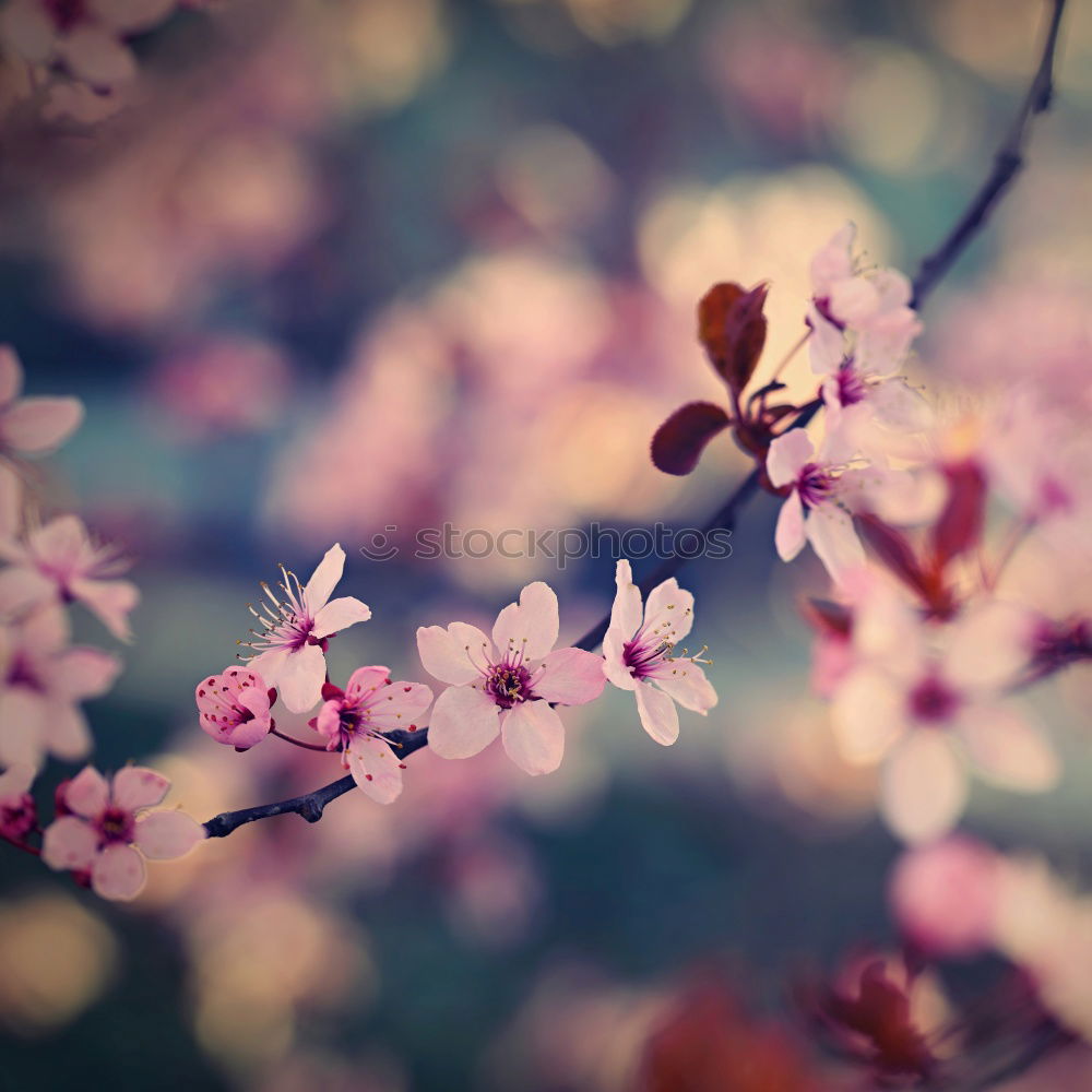 Similar – Image, Stock Photo cherry blossom Spring Jump
