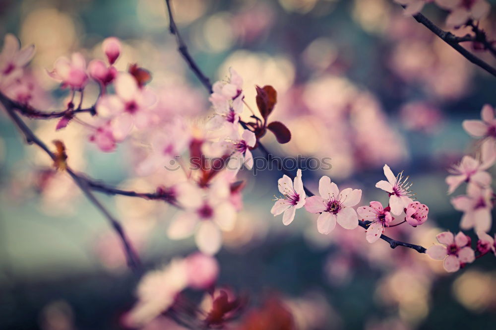 Similar – cherry blossom Spring