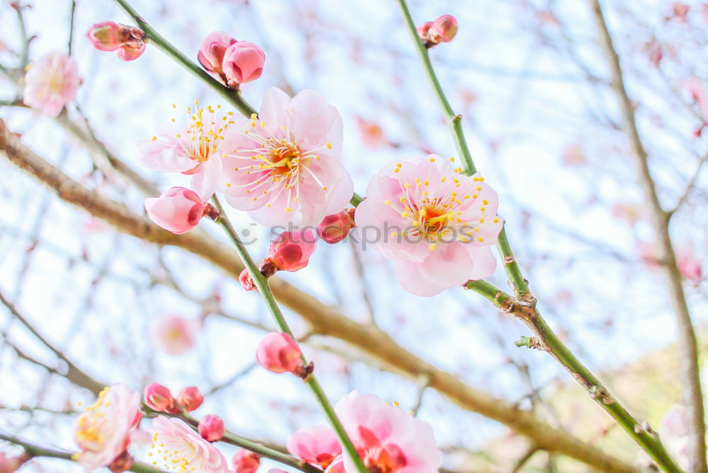 Similar – Image, Stock Photo i met spring Calm Sun