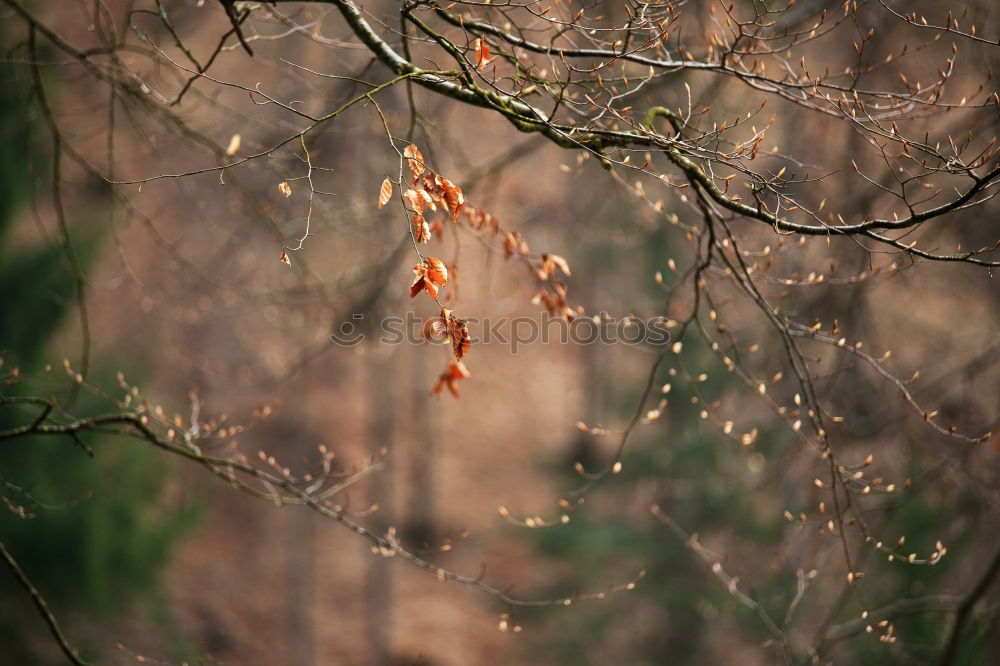 Similar – Image, Stock Photo DORRR Berries Rose hip