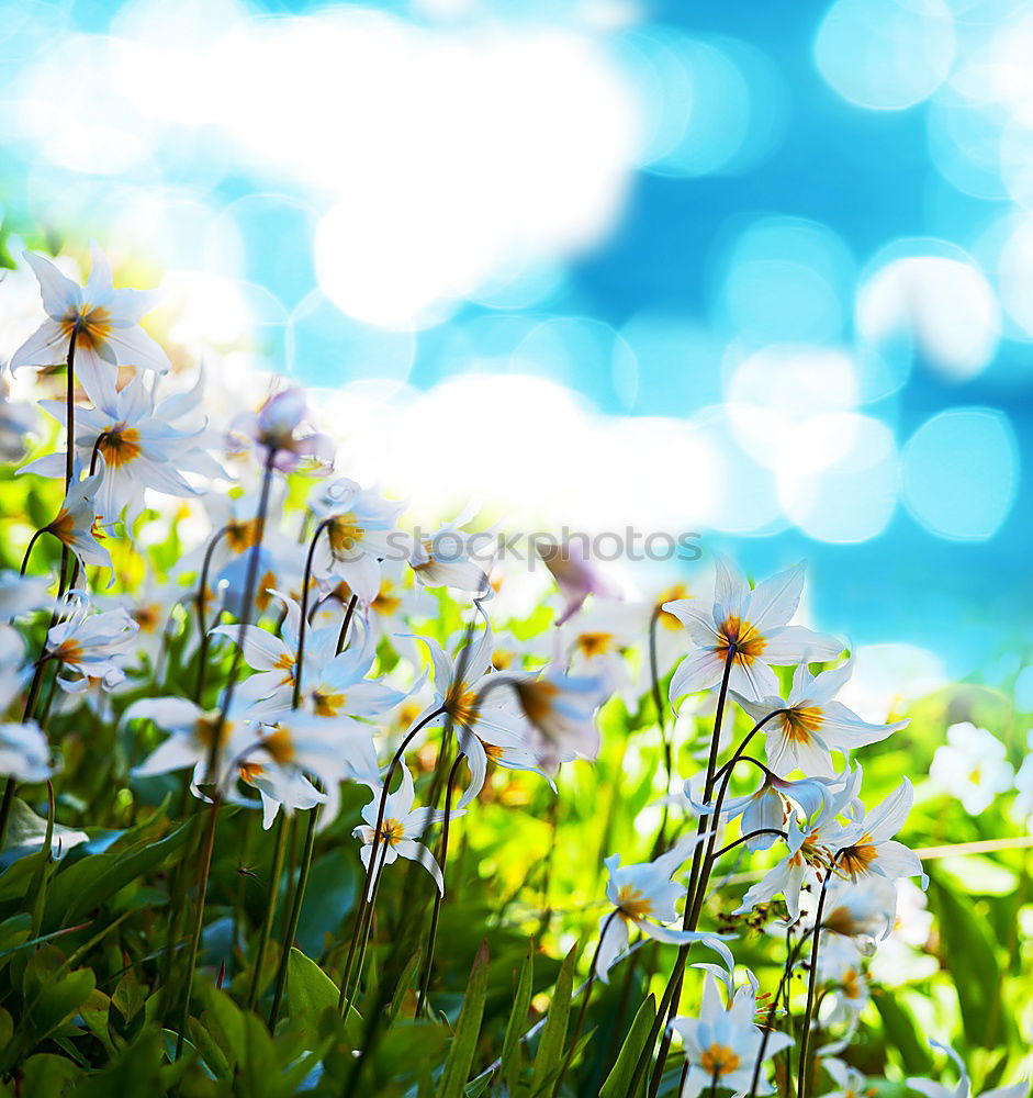 Similar – Foto Bild Gelbe Blumen im Garten oder Park am Himmel Hintergrund