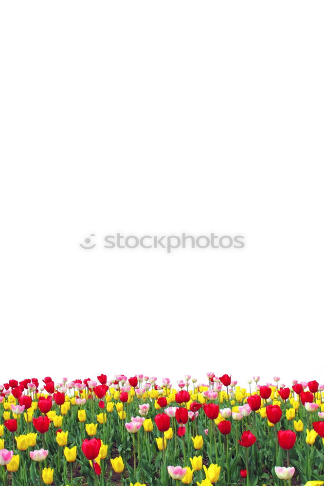 Similar – Image, Stock Photo Flowerpots and colorful flower on a white wall, in Cordoba, Spain