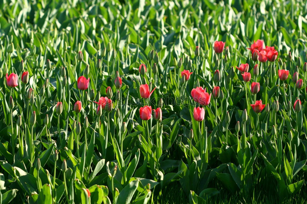 Similar – Mohnblume im Kornfeld Feld