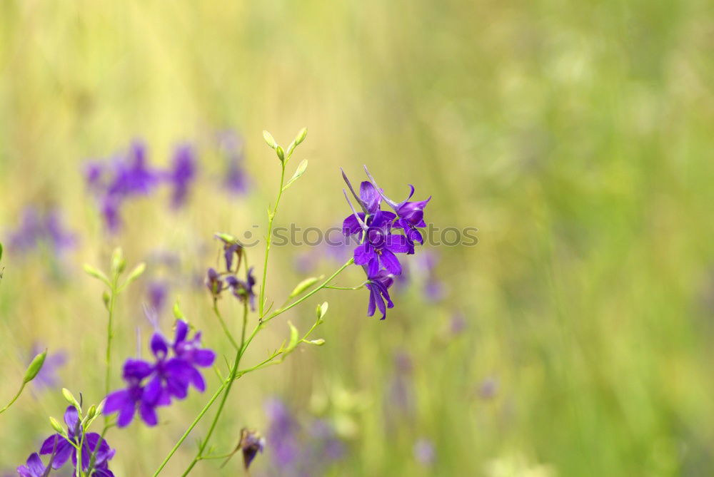 Similar – Image, Stock Photo sunny day Environment