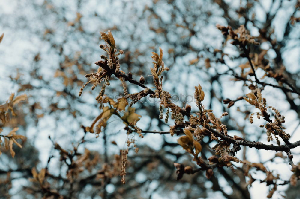 Similar – Olive tree in the evening.