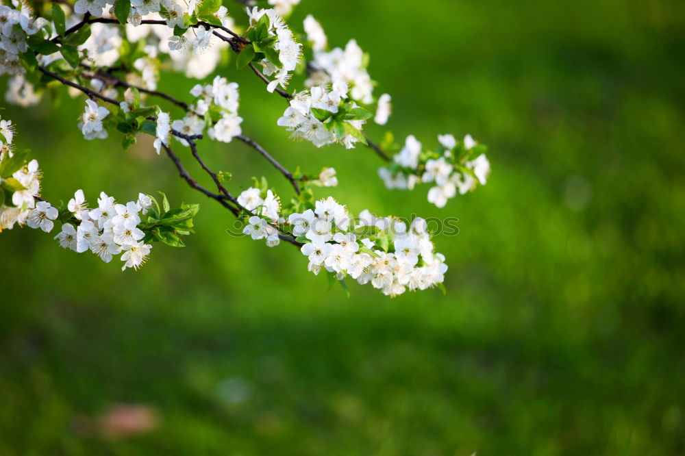 Similar – Frühlingsromantik Wiese