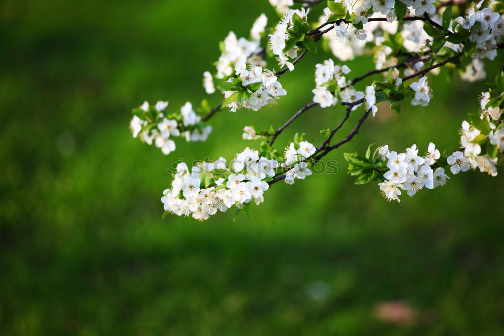 Similar – spring Blossom Tree