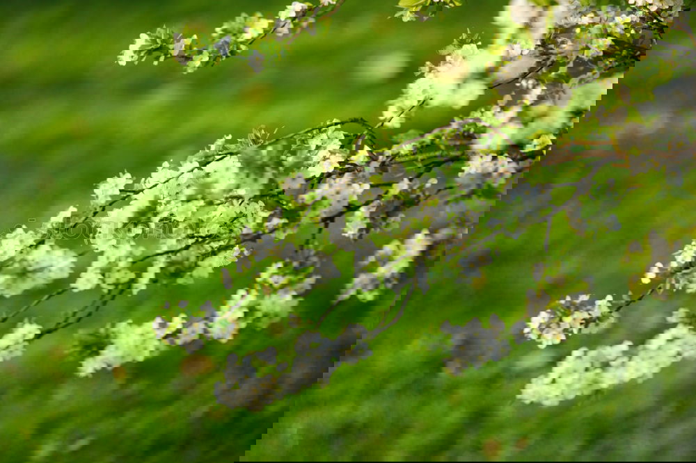 Similar – Foto Bild Kossenblatt 4 Frühling