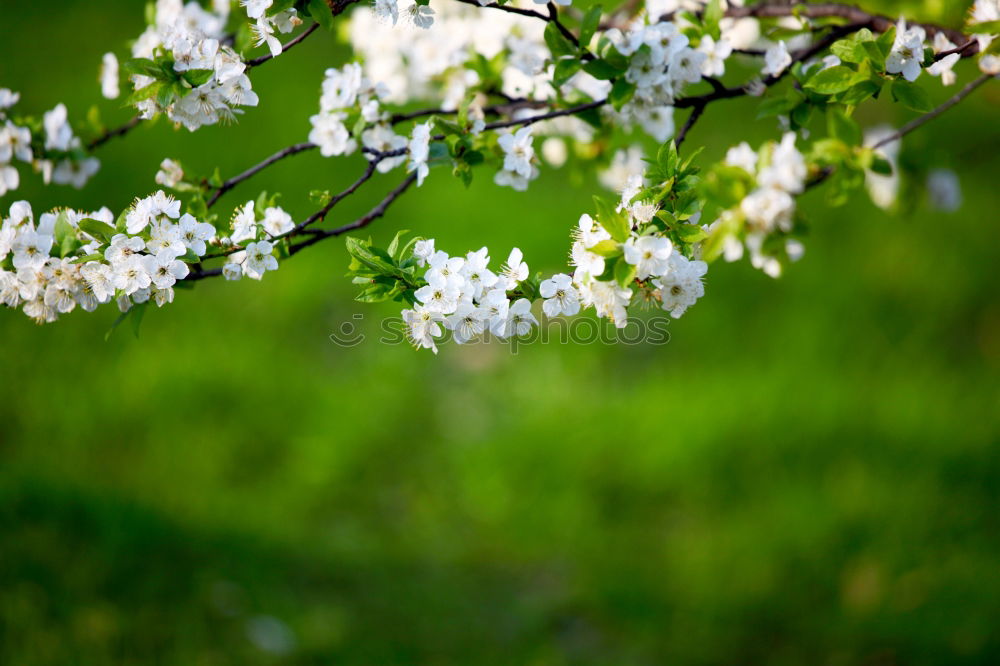 Similar – spring Blossom Tree