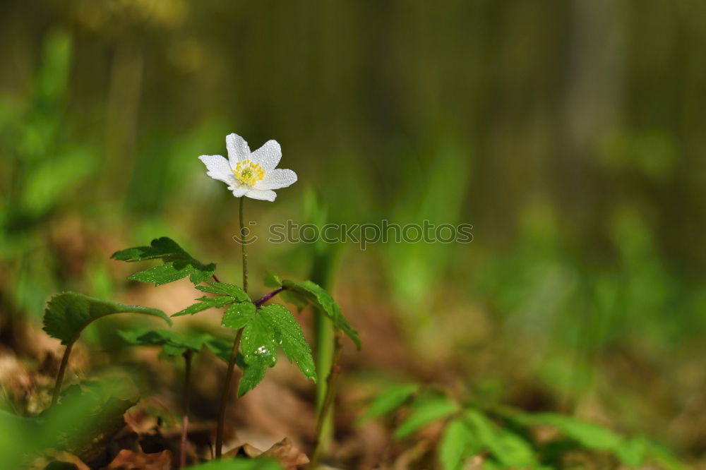 Similar – Image, Stock Photo spring Environment Nature