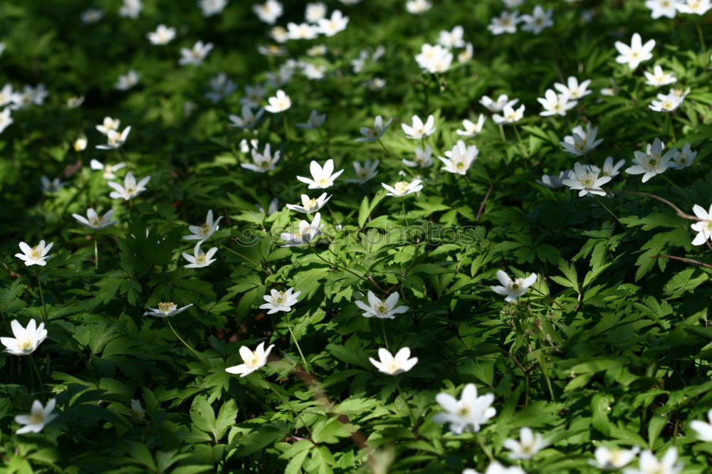 Similar – Image, Stock Photo Nest in the bush (anemone)