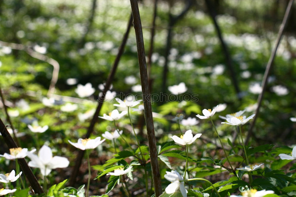 Image, Stock Photo Nest in the bush (anemone)