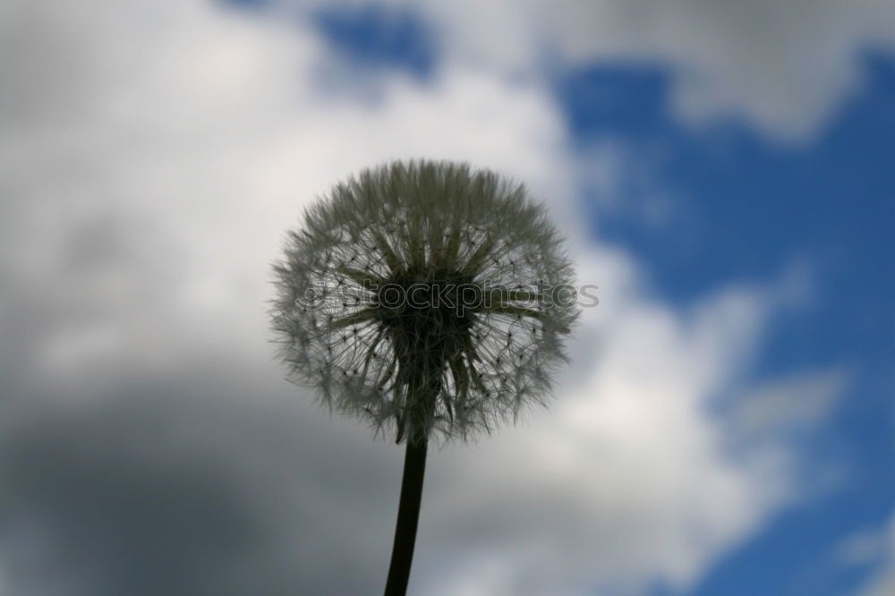 Similar – zerzauste Pusteblume , an der schon einige Samen fehlen