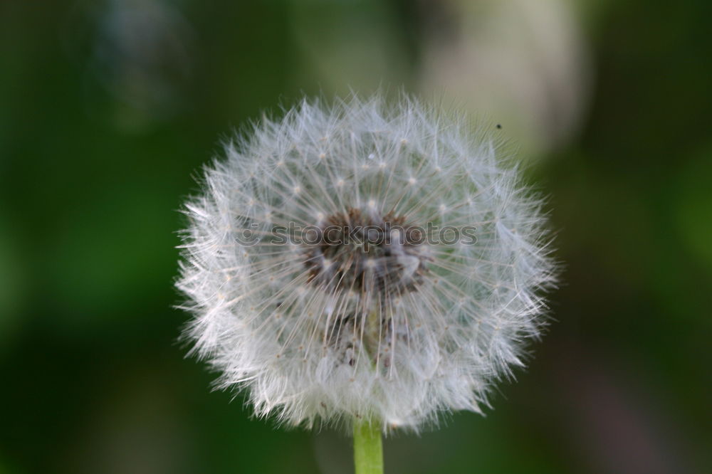 Similar – Image, Stock Photo sad fibre Blossom Pond