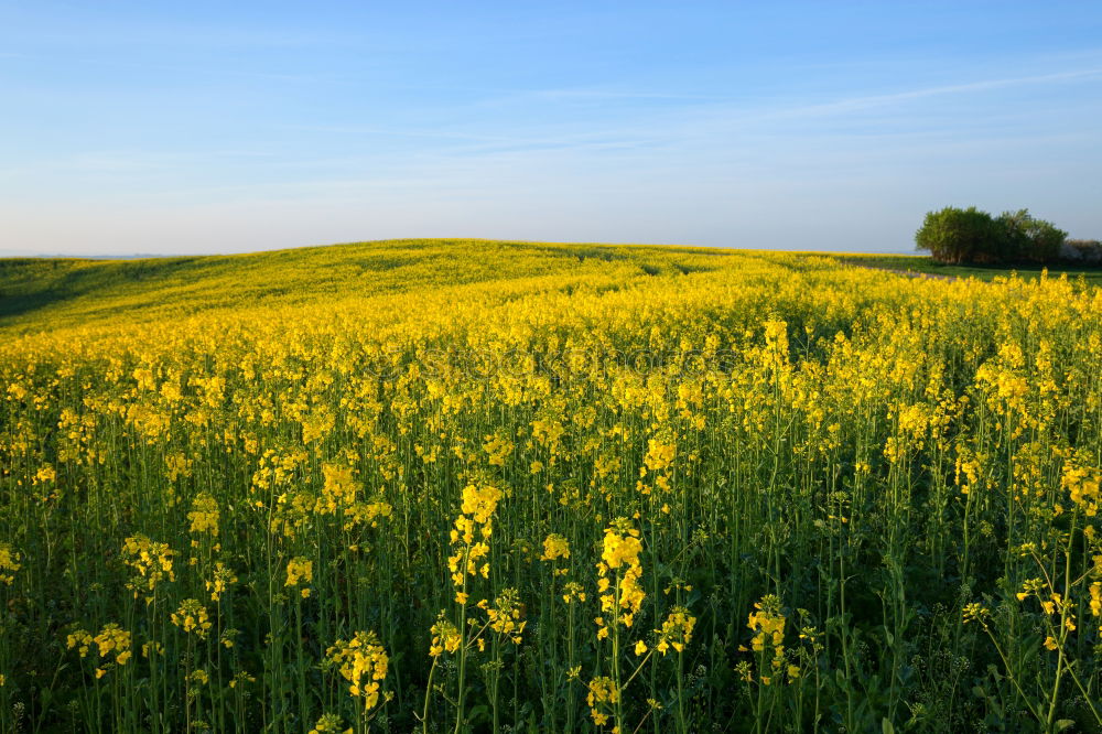 Similar – yellow submarine Nature