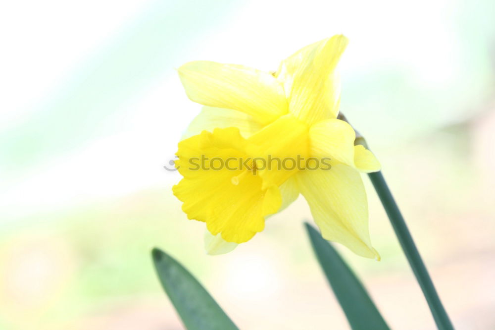 Similar – Daffodil flowers