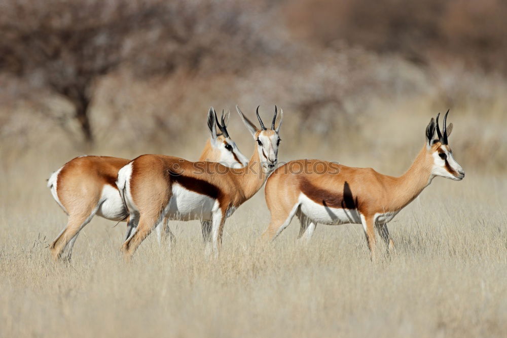 Similar – Springbok Herd Animal