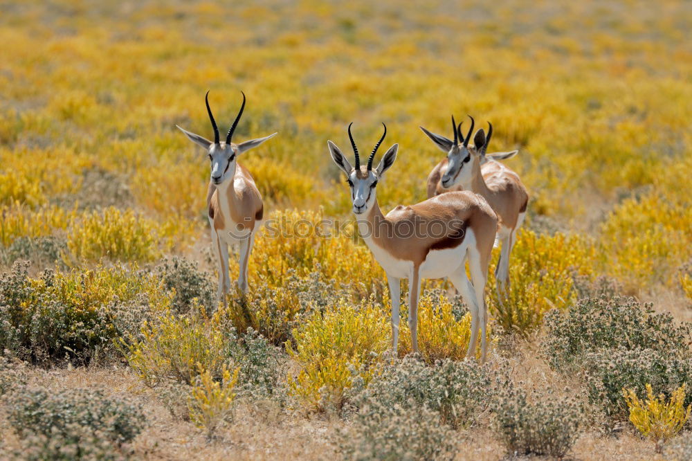 Similar – Zebras in Southafrica