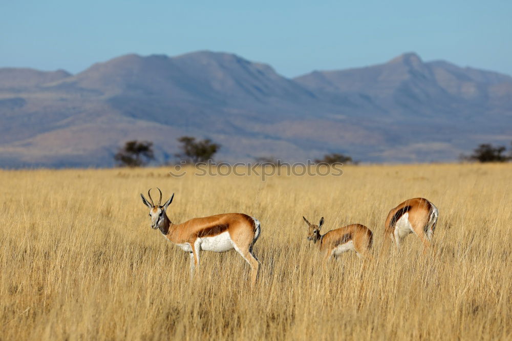 Similar – Guanaco Herd Animal