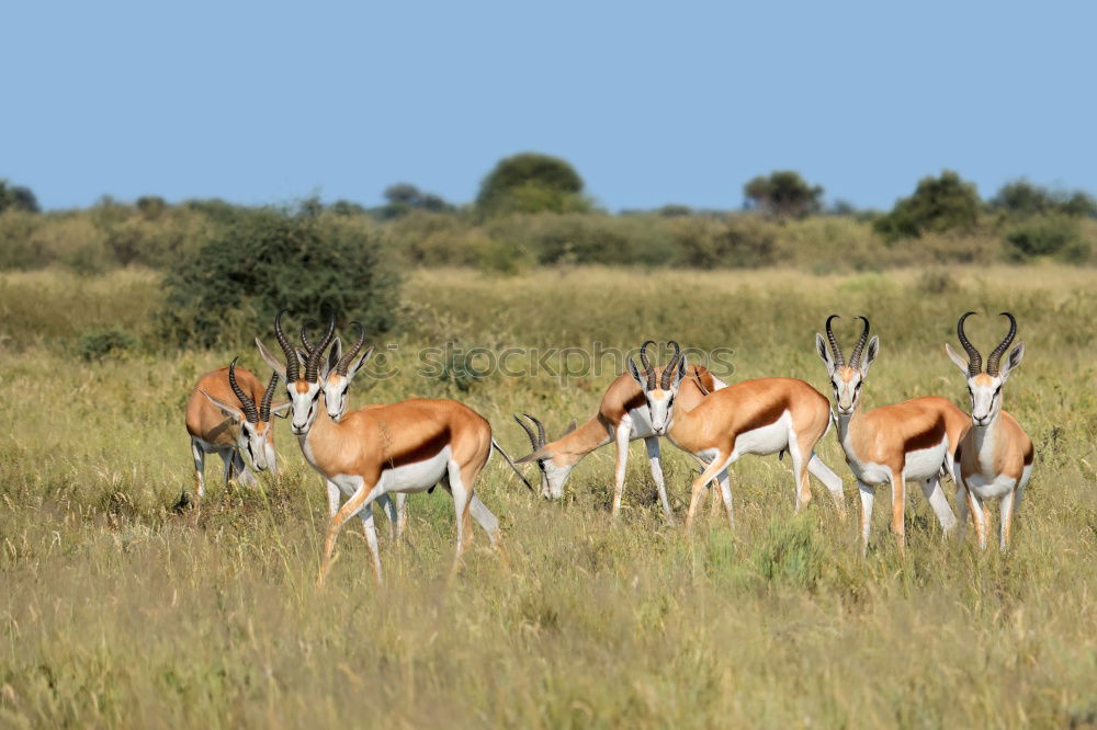 Similar – Image, Stock Photo graces Animal Wild animal