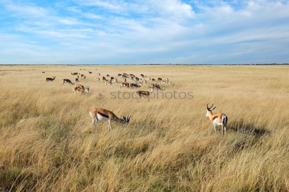 Similar – Guanaco Herd Animal