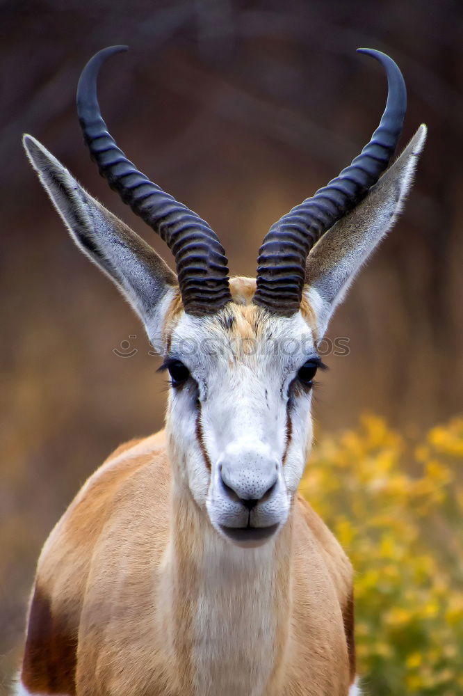 Similar – Image, Stock Photo Öhhhh Nature Animal Spring