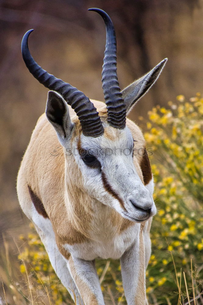 Similar – Image, Stock Photo Öhhhh Nature Animal Spring