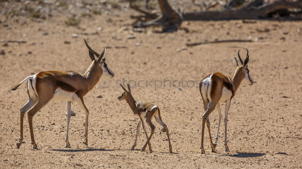 Similar – Image, Stock Photo race Nature Mountain Andes