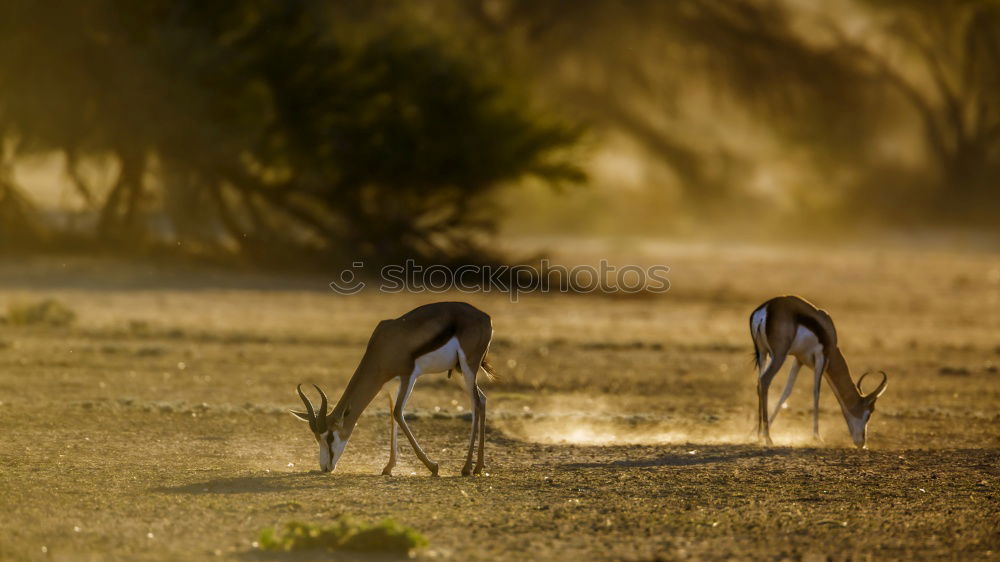 Similar – Narawntapu National Park