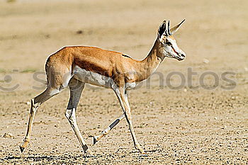 Similar – Image, Stock Photo springbok Animal