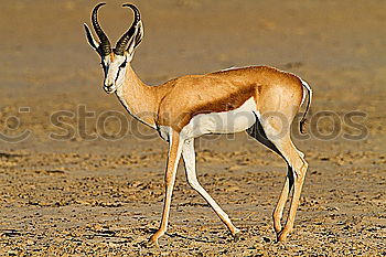 Similar – Image, Stock Photo springbok Animal