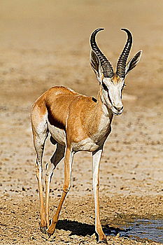 Similar – Image, Stock Photo springbok Animal