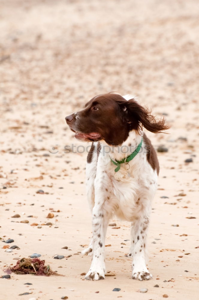 Similar – Image, Stock Photo Boston Terrier on the beach