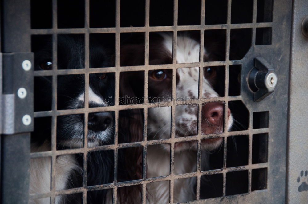 Similar – Image, Stock Photo Closeup of a husky dog looking through the bars of a cage