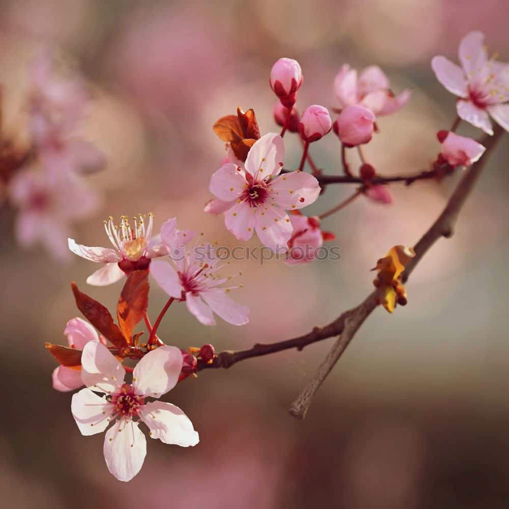 Similar – Image, Stock Photo cherry blossom 3 Elegant