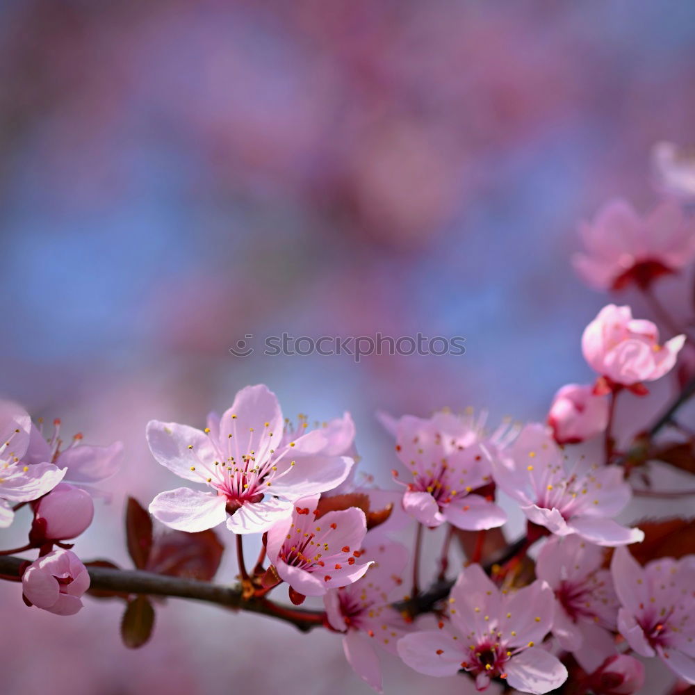 Similar – cherry blossom 4