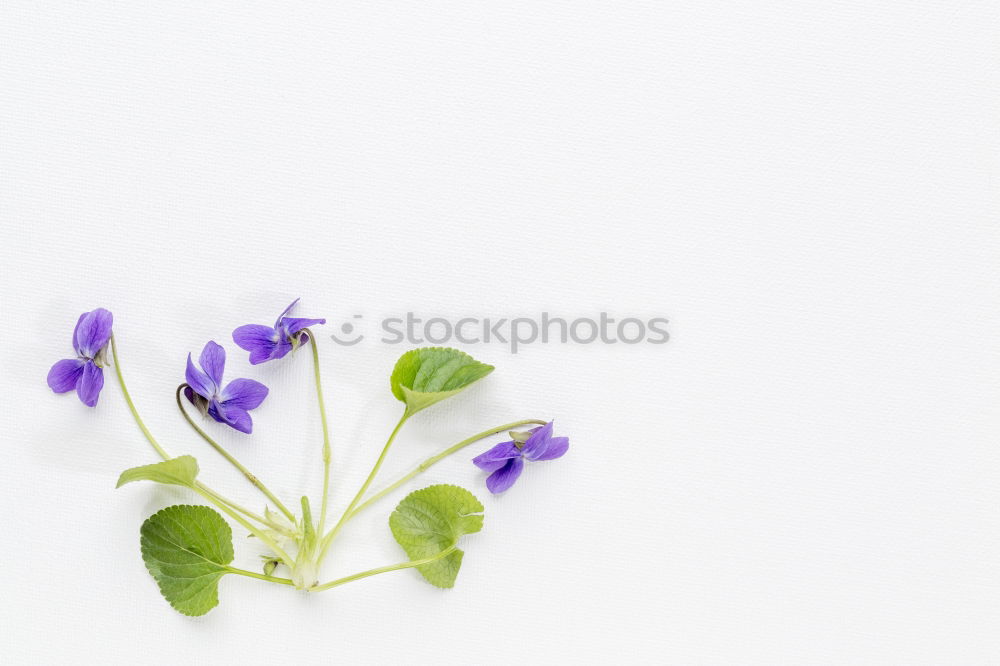 Similar – Image, Stock Photo Spring flowering plants II