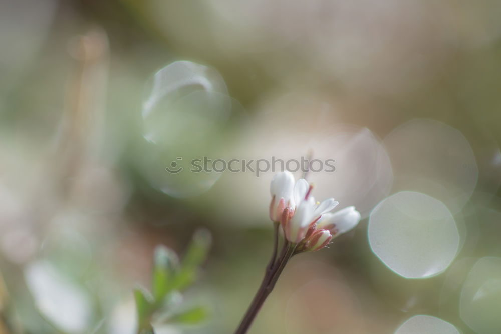 Similar – pink Plant Flower Blossom