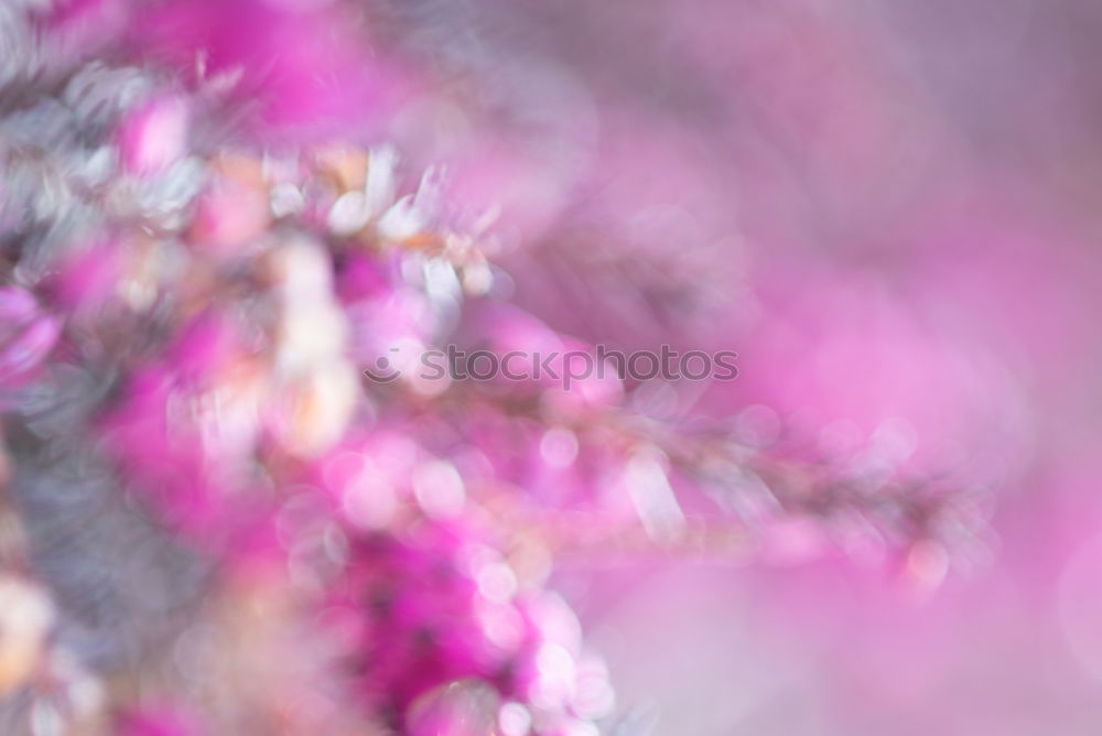 Similar – Ornamental heather in beautiful light