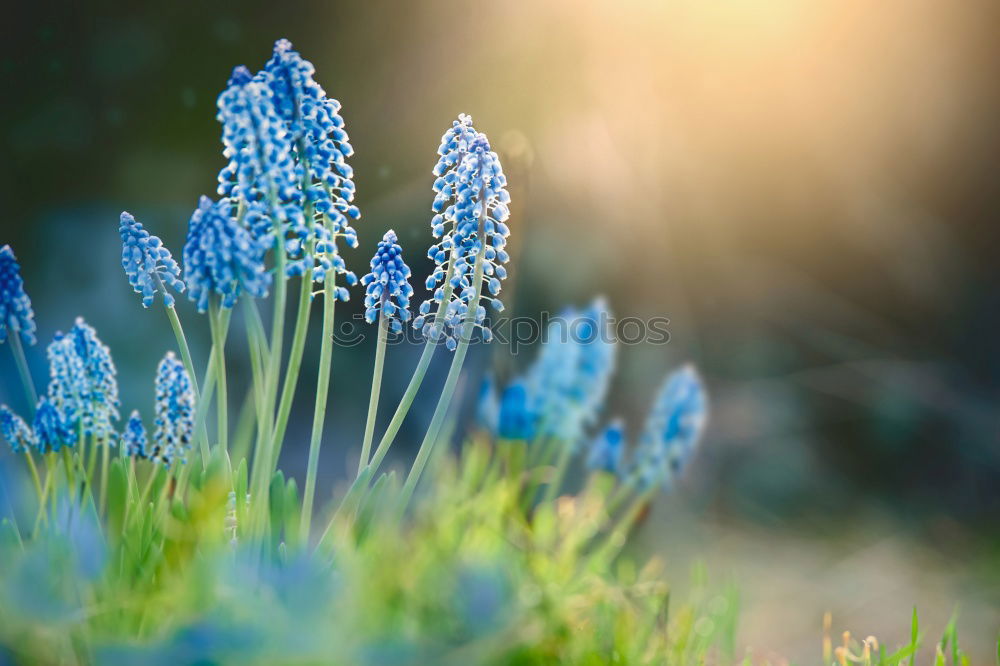 Similar – Image, Stock Photo Lavender Dream Environment