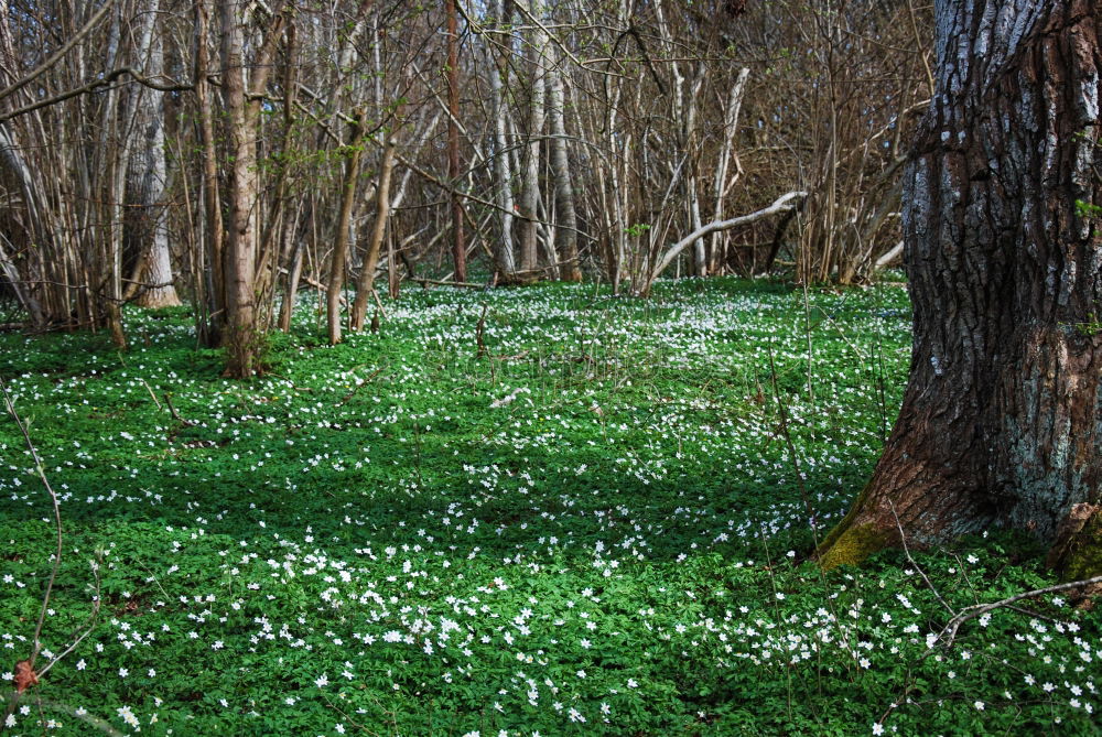 Similar – Image, Stock Photo forest ground Environment