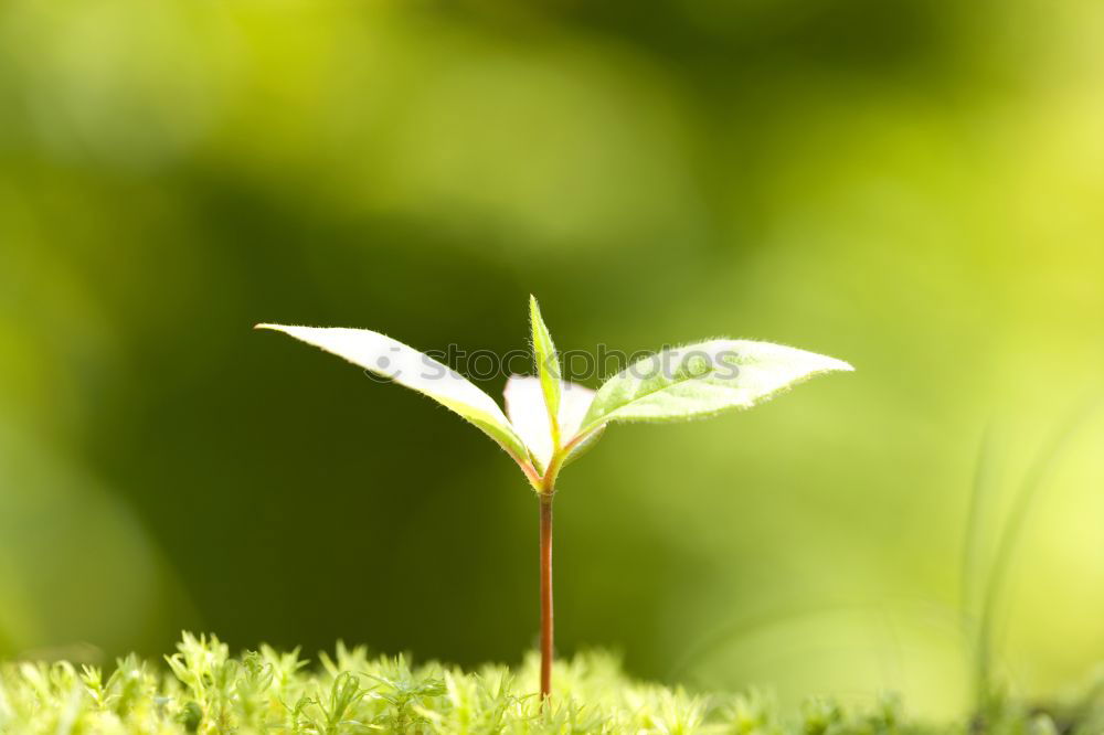 Similar – Image, Stock Photo under the mammoth leaf