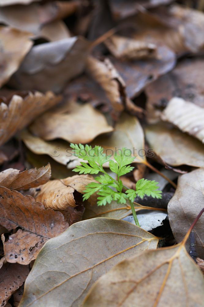 Similar – Image, Stock Photo falling slowly Botany