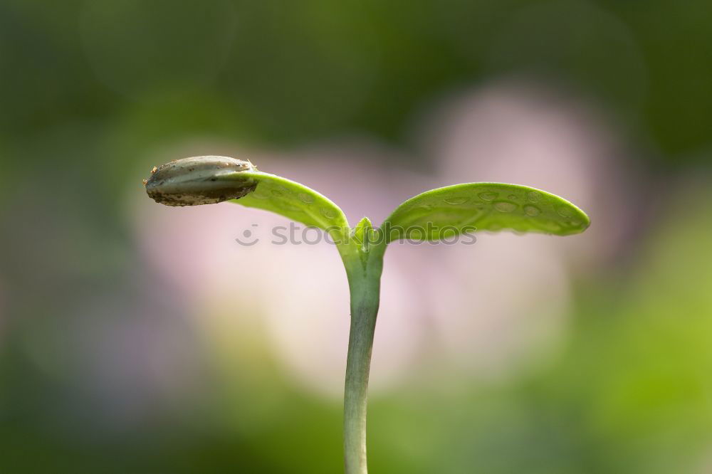 Similar – Jalapeno Gemüse Frucht