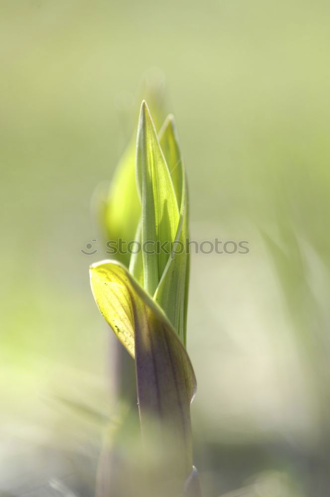 Similar – Foto Bild Frühlingserwachen Pflanze