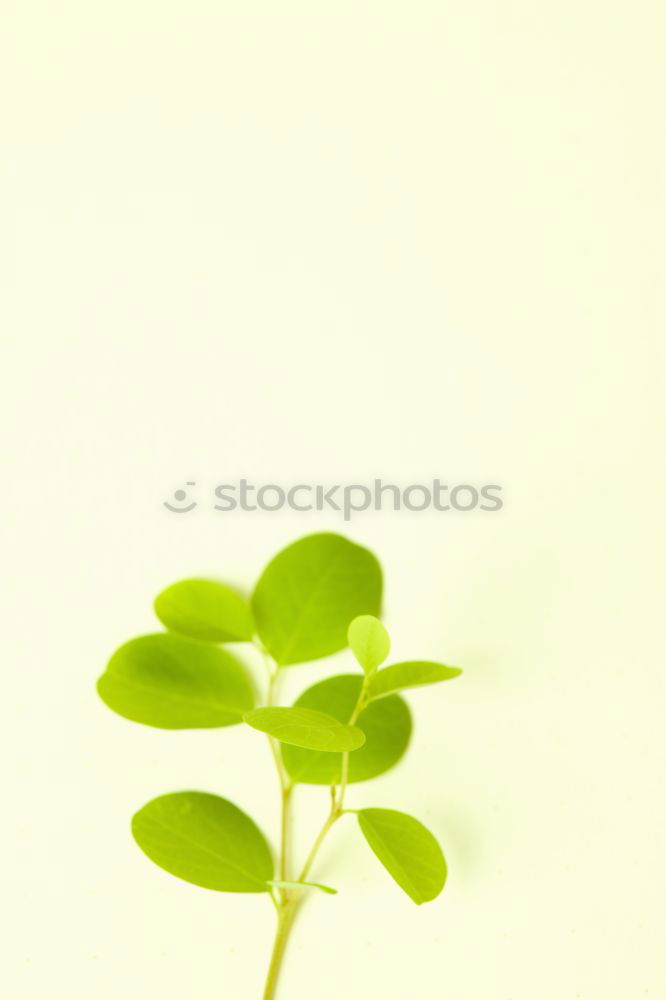 Similar – shamrock Clover