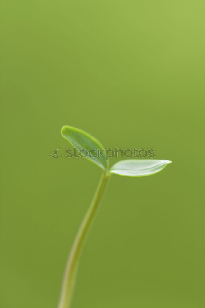 Similar – Foto Bild Natureleaves Blatt ruhig