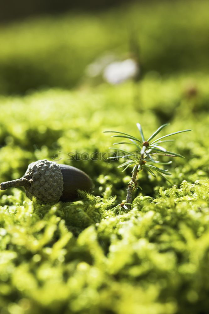 Image, Stock Photo forest dung beetle Nature