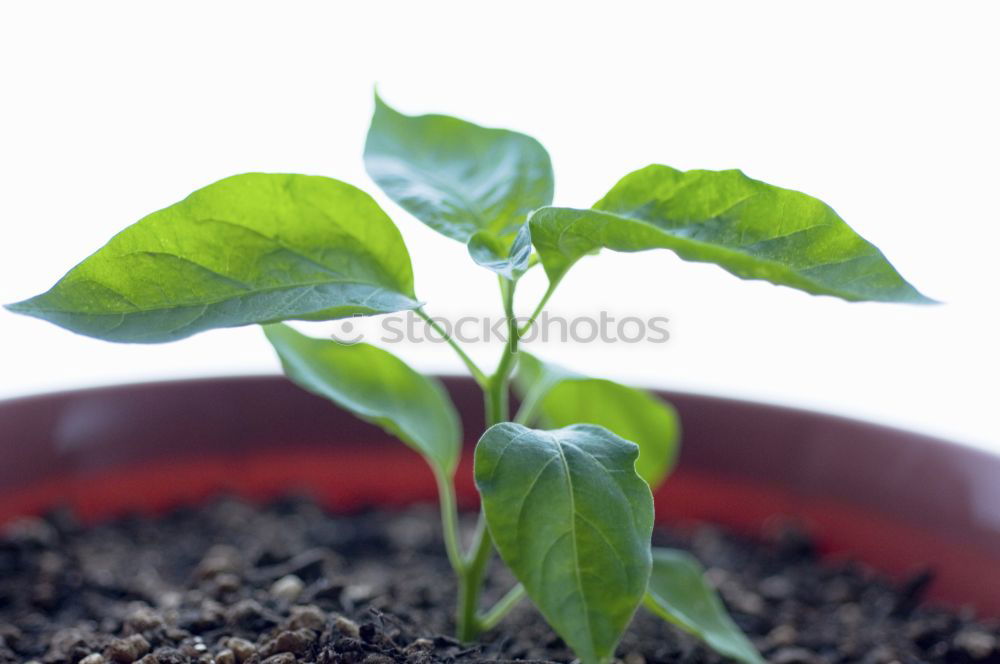 Similar – Foto Bild Tomatenaufzucht…