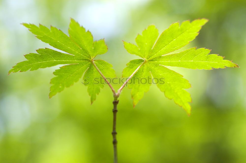 Similar – Image, Stock Photo kitchen herb Food